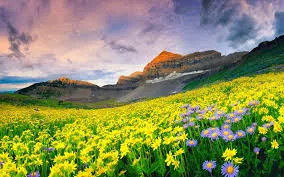 valley-of-flowers2-trek-package